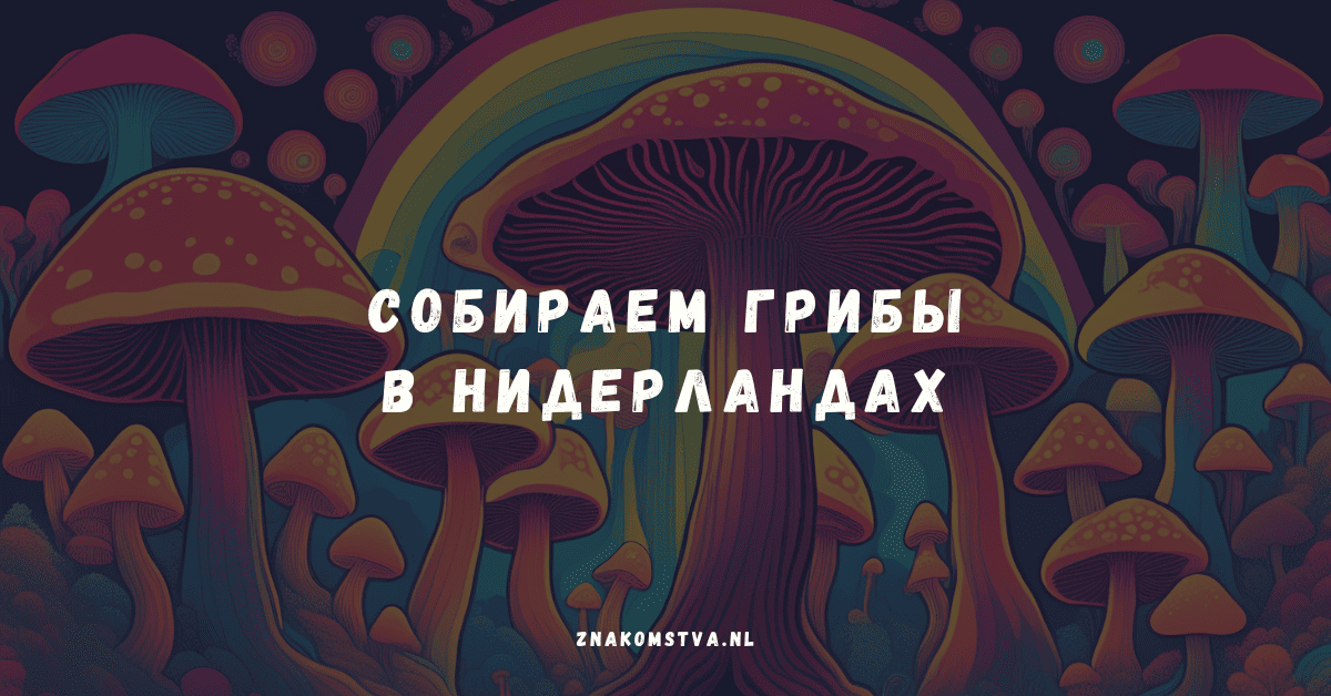 Можно ли собирать грибы в Нидерландах
